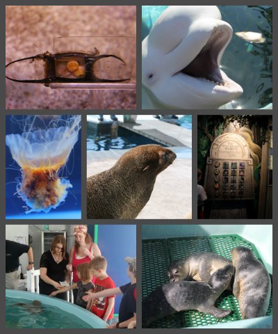 mystic aquarium collage of animals