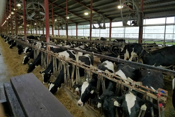 Noblehurst Dairy Farm Cows