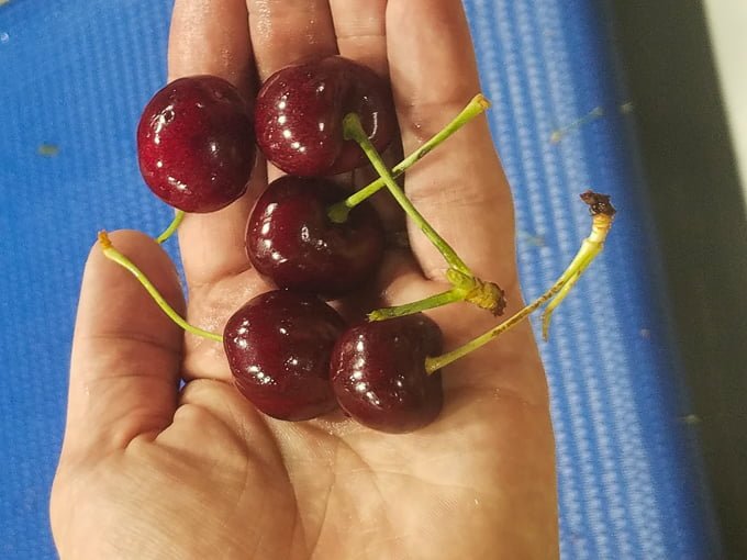 Sweet Cherries in hand