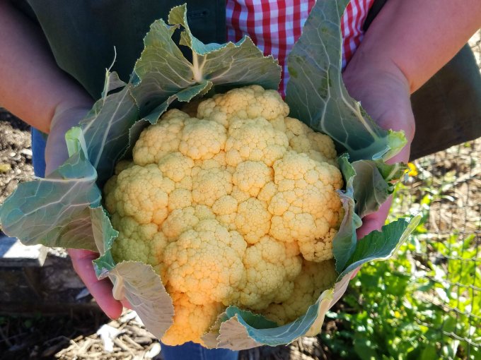 things to do in enumclaw cauliflower enumclaw washington farm